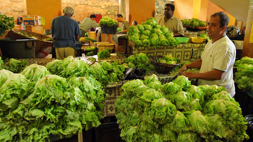 blauwasser_obst_gemuese_lagerung_blattsalate