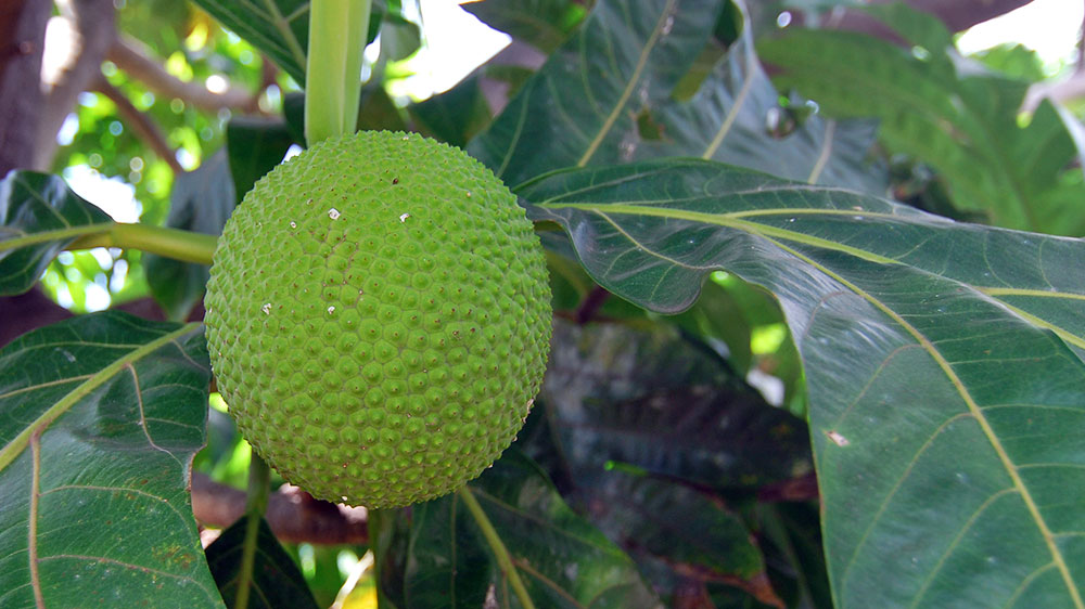 blauwasser_obst_gemuese_lagerung_brotfrucht