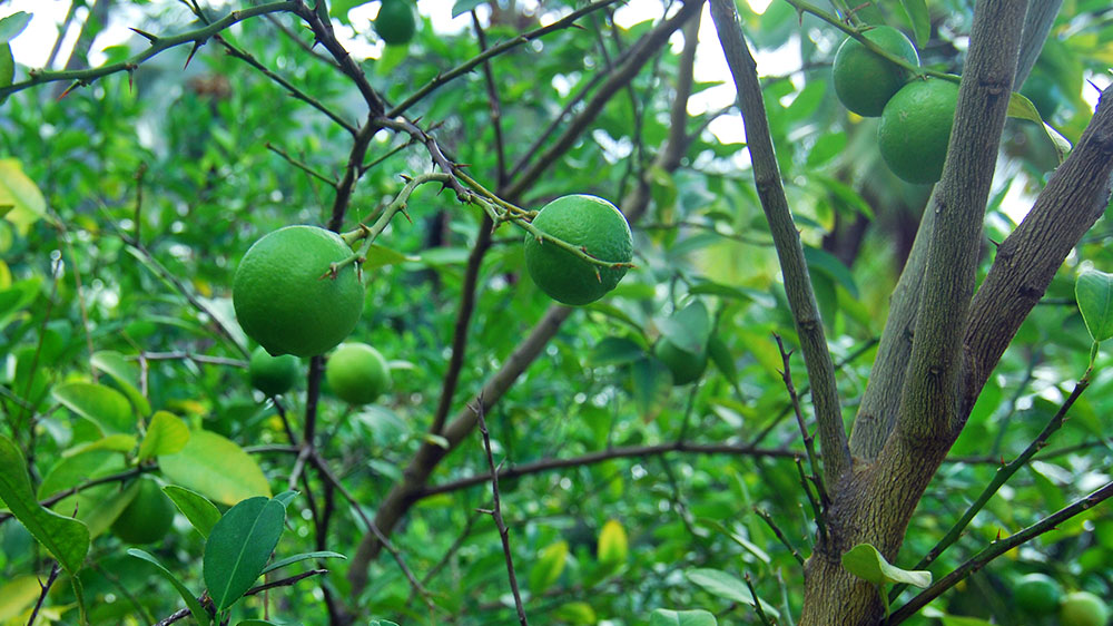 blauwasser_obst_gemuese_lagerung_limetten
