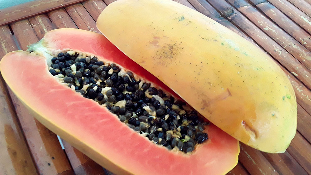 blauwasser_obst_gemuese_lagerung_papaya