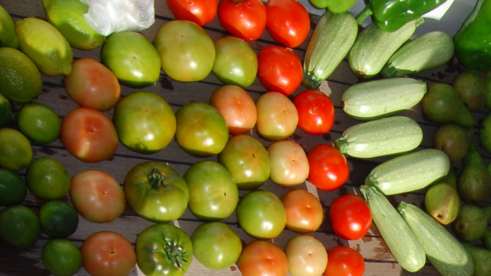 blauwasser_obst_gemuese_lagerung_tomaten_2