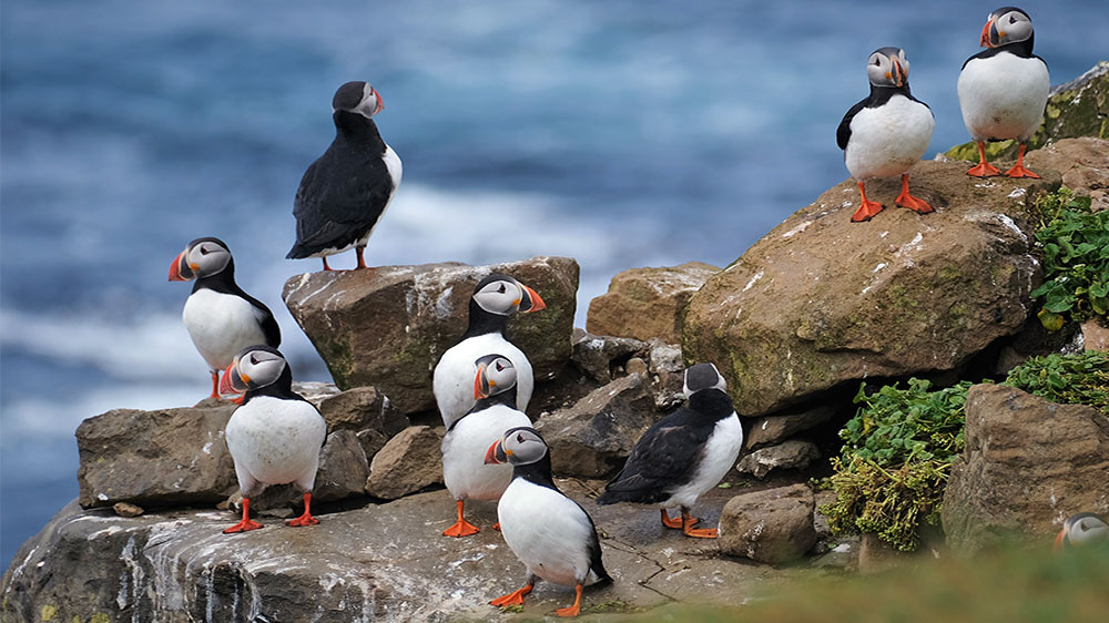 blauwasser_online_island_puffin_ansammlung