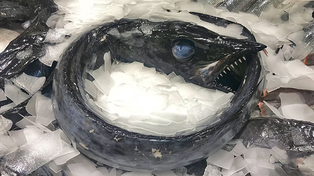 blauwasser_porto_santo_revierinfo_degenfisch