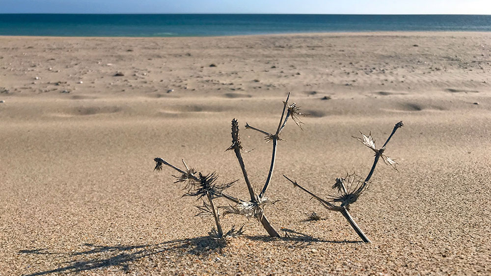blauwasser_portugal_ankerplatz_alvor_strand_1