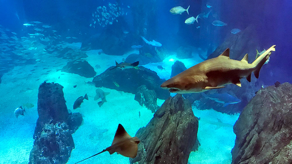blauwasser_portugal_hafen_expo_marina_aquarium_1