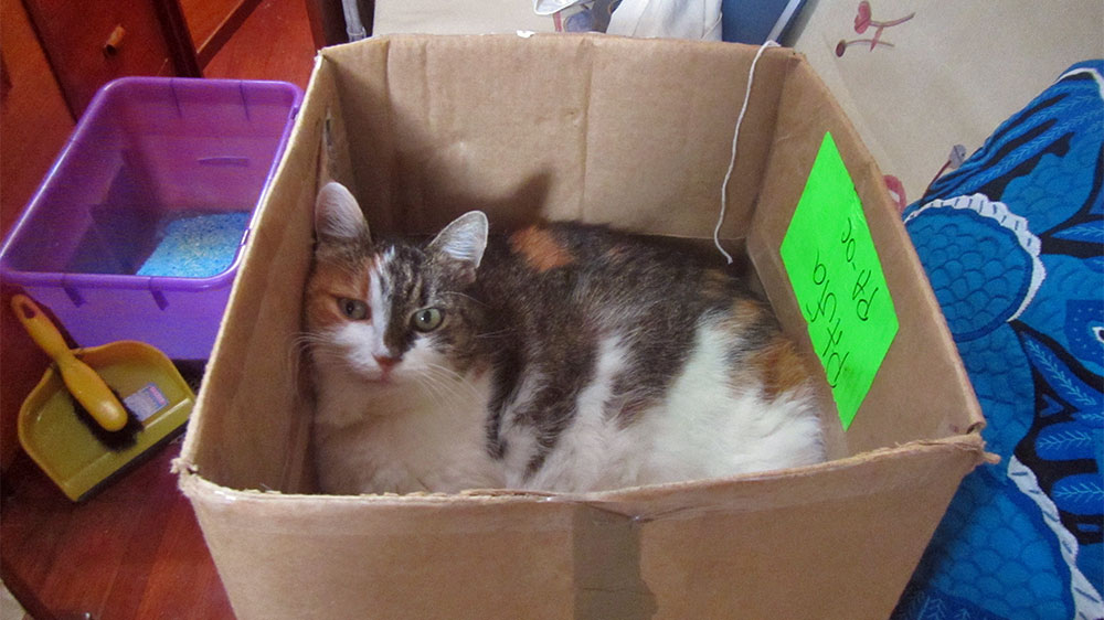 blauwasser_praxis_katzen_an_bord_box