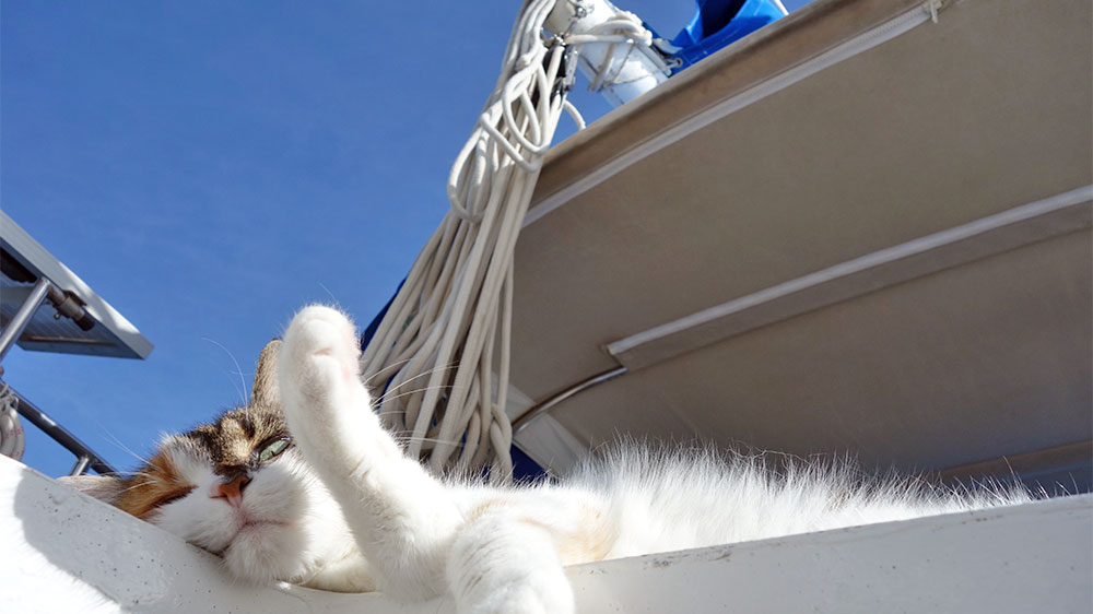blauwasser_praxis_katzen_an_bord_genuss