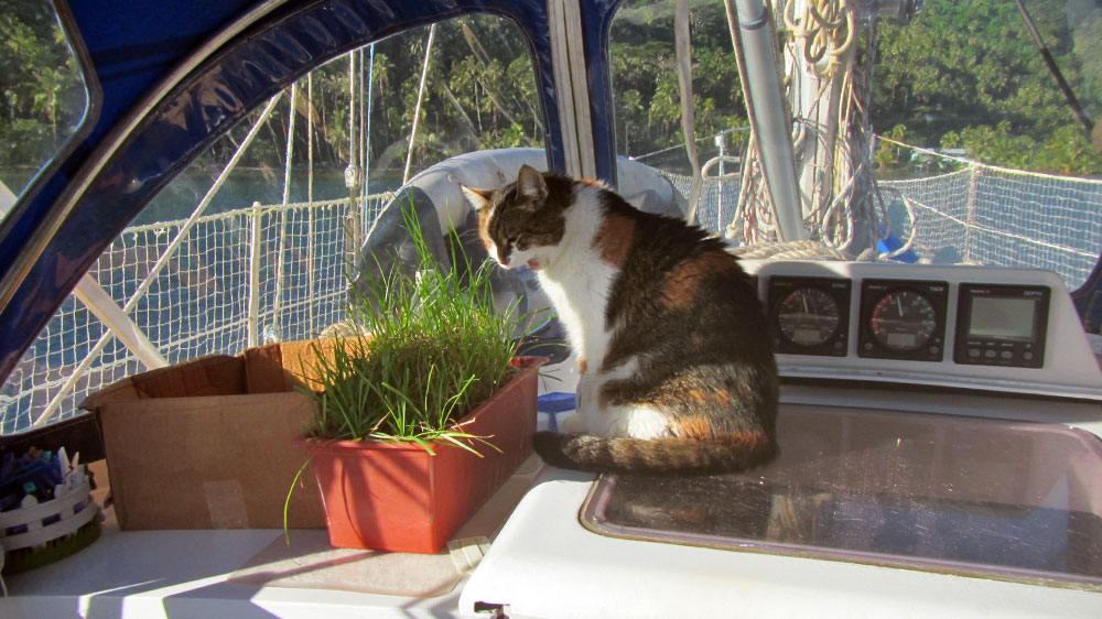 blauwasser_praxis_katzen_an_bord_gras