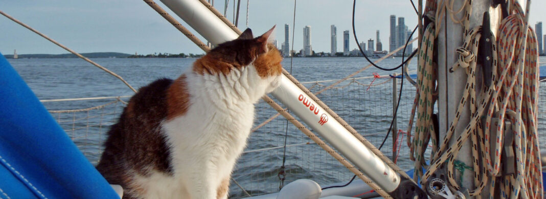 blauwasser_praxis_katzen_an_bord_header