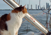 Unterwegs mit Katzen an Bord von Yachten