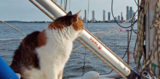Unterwegs mit Katzen an Bord von Yachten