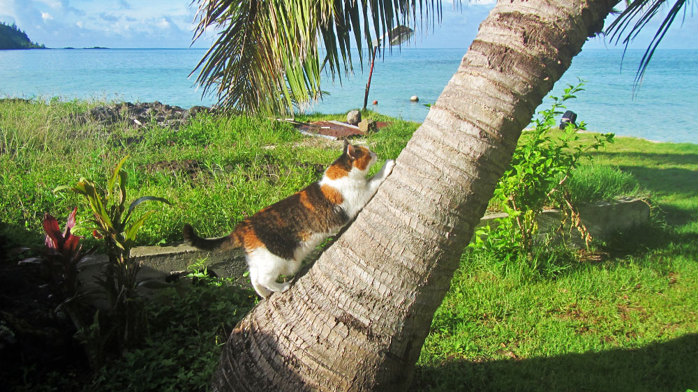 blauwasser_praxis_katzen_an_bord_landgang