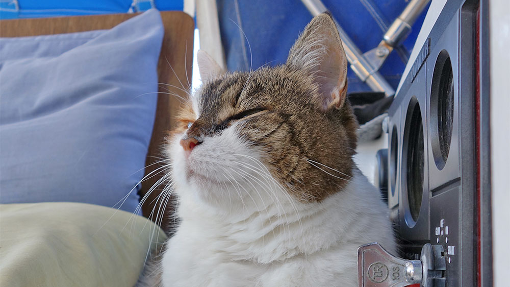 blauwasser_praxis_katzen_an_bord_motorpaneel