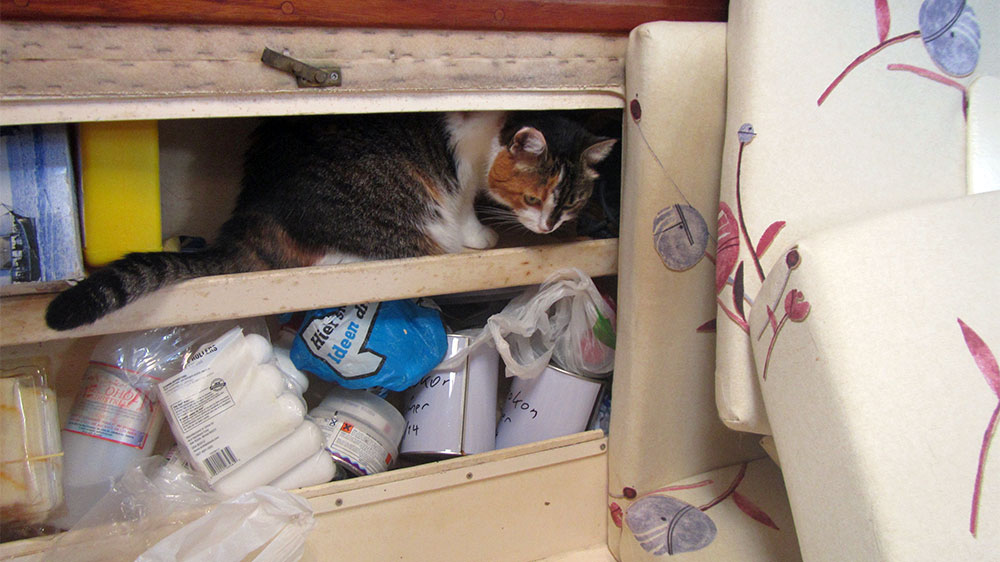 blauwasser_praxis_katzen_an_bord_neugierig