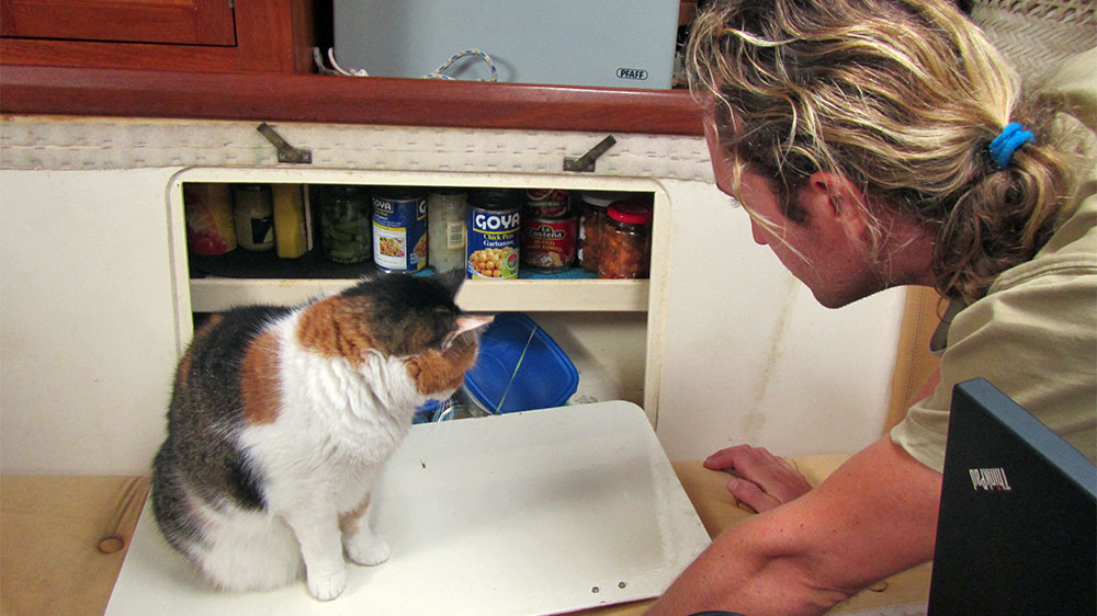 blauwasser_praxis_katzen_an_bord_proviant