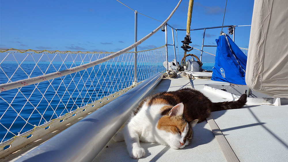 blauwasser_praxis_katzen_an_bord_relingsnetz