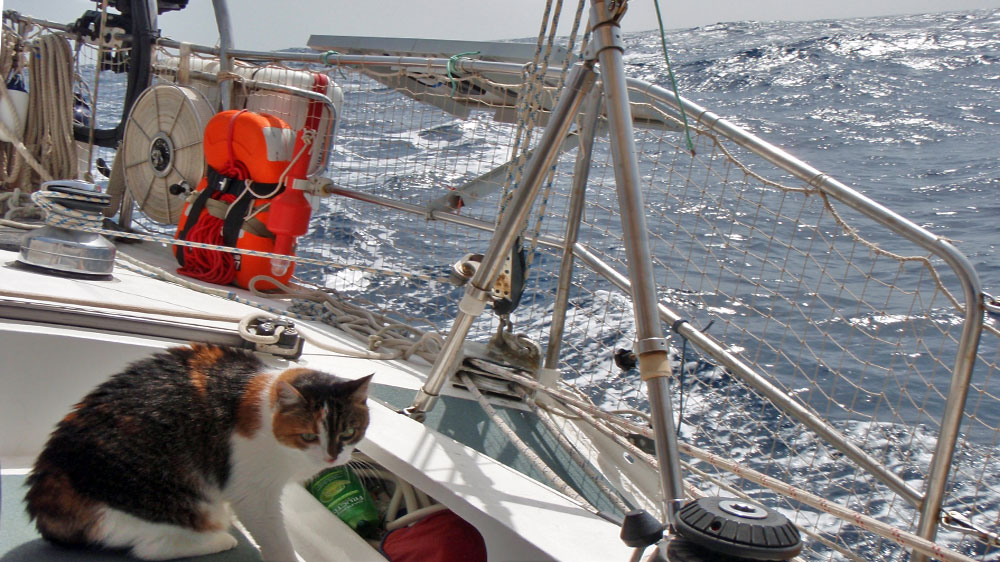blauwasser_praxis_katzen_an_bord_seegang