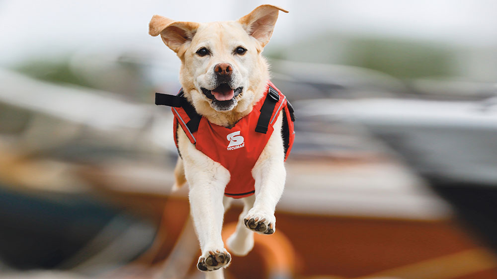 blauwasser_rettungsweste_hunde_bewegung