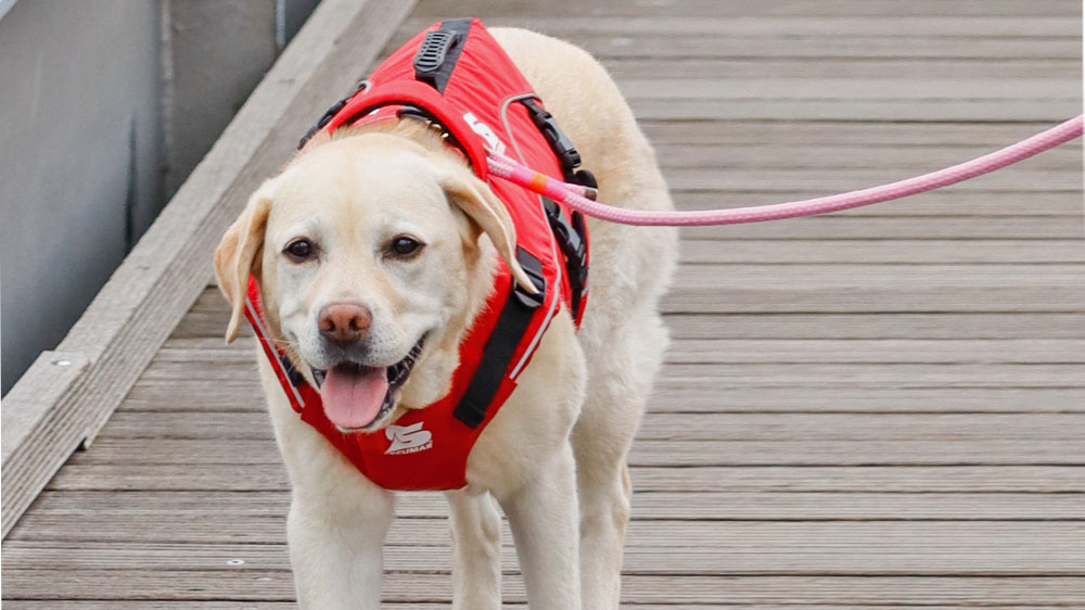 blauwasser_rettungsweste_hunde_gassi