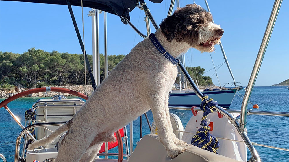 blauwasser_rettungsweste_hunde_segeln