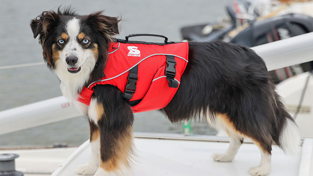 blauwasser_rettungsweste_hunde_sitz