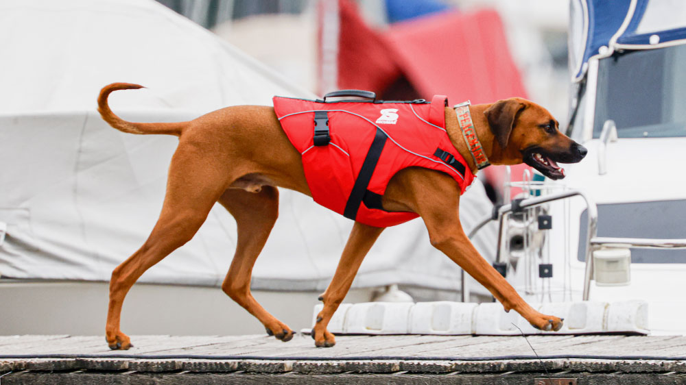 blauwasser_rettungsweste_hunde_steg