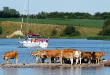 Revier-Info: Flensburger Förde, Als Sund und Geltinger Bucht