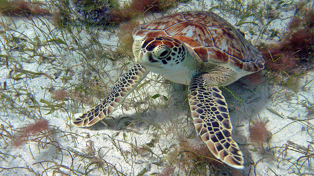 blauwasser_revier_karibik_grenadinen_segeln_schildkroete