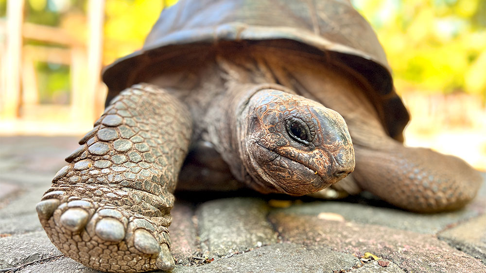blauwasser_revier_tansania_sansibar_prision-island_schildkroeten