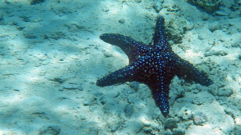 blauwasser_revier_tonga_vavau_seestern