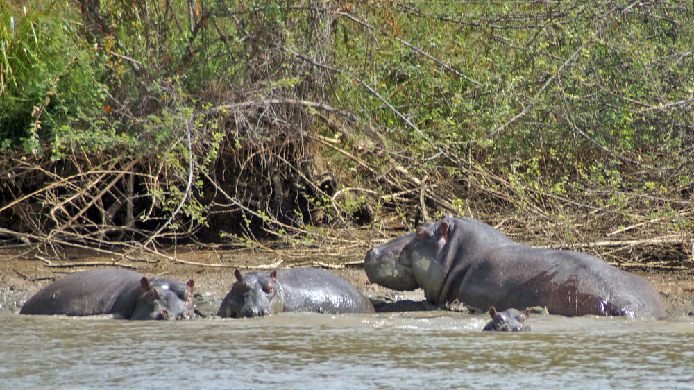 blauwasser_revierbericht_gambia_nilpferd