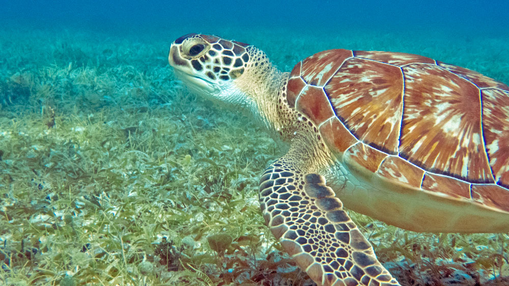 blauwasser_revierbericht_tipps_bvi_cooper_island_schildkroete