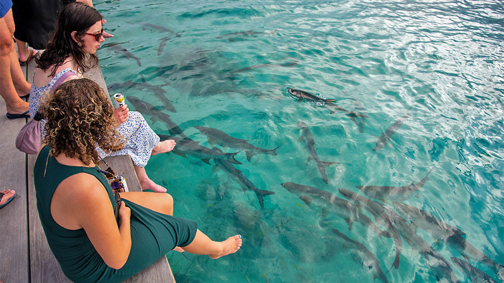 blauwasser_revierbericht_tipps_bvi_saba_rock_fische