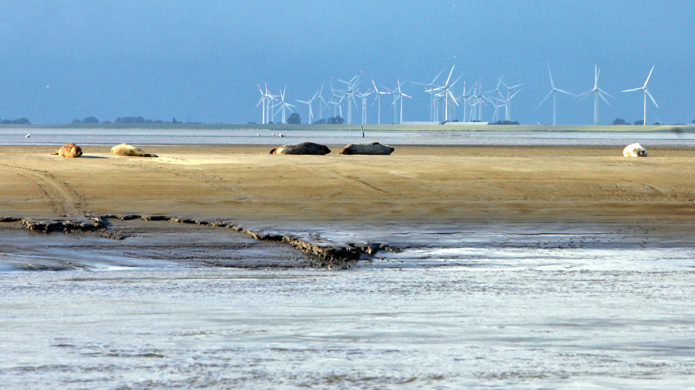 blauwasser_reviere_segeln_deutschland_elbe_gezeiten