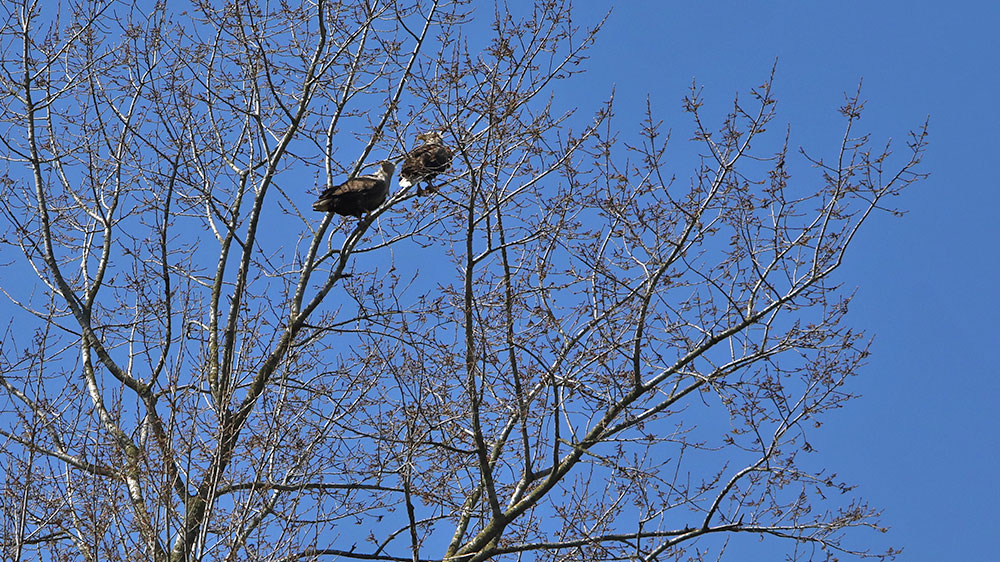 blauwasser_revierinfo_eider_nordsee_nok_adler
