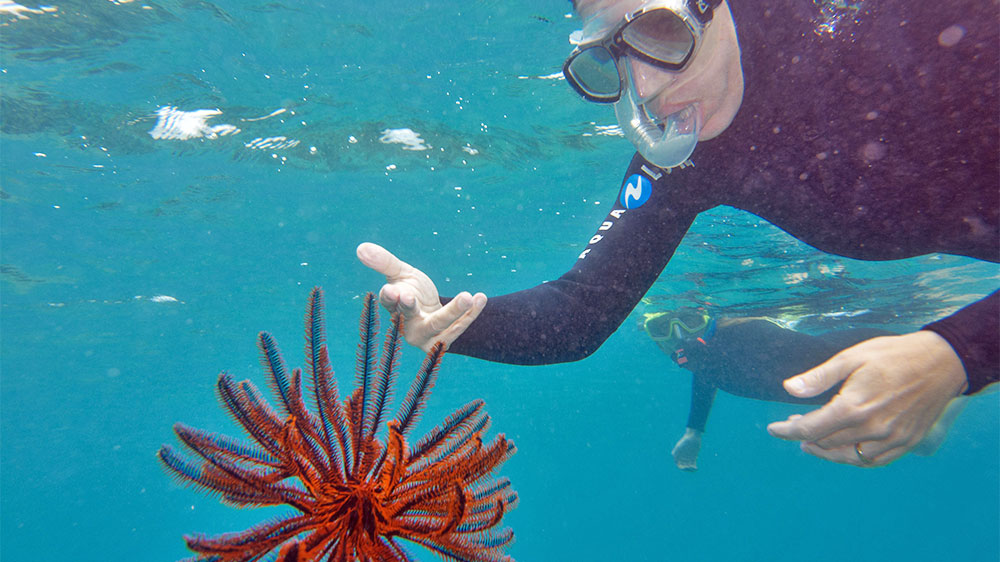 blauwasser_revierinformation_australien_whitsunday_islands_schnorcheln