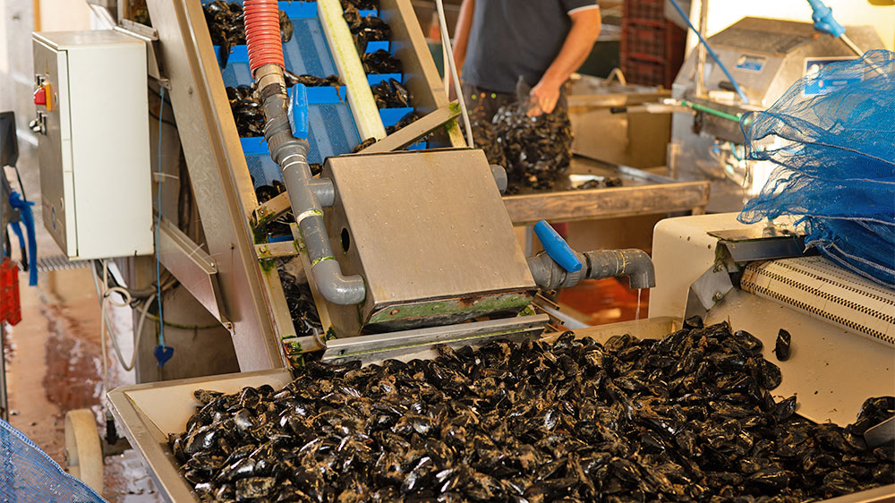 blauwasser_revierinformation_italien_adria_muschelzucht