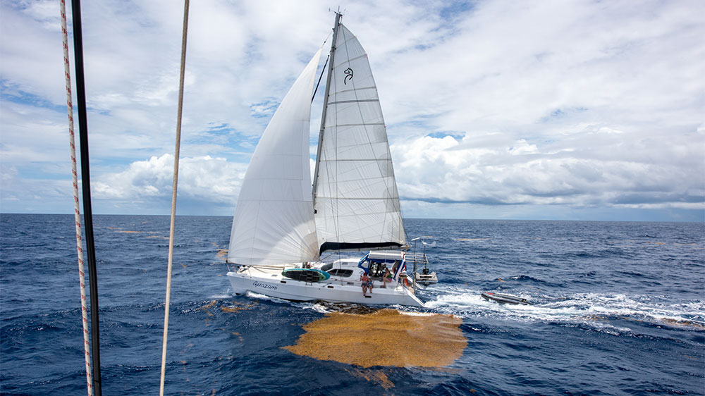 blauwasser_revierinformation_karibik_antigua_algen