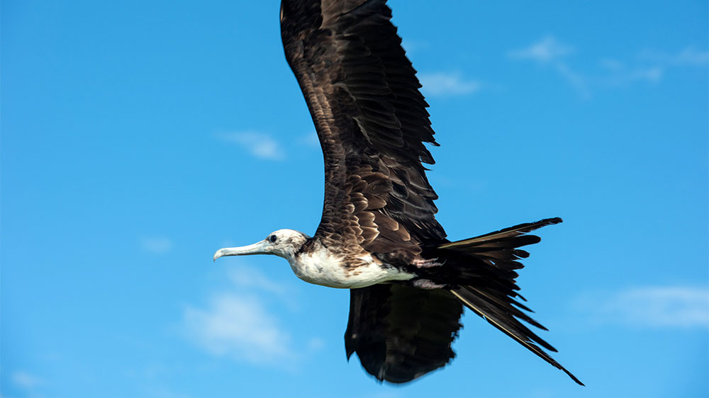 blauwasser_revierinformation_karibik_barbuda_fregattvogel