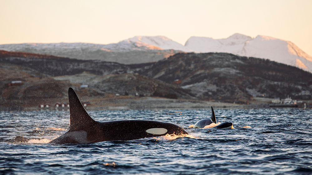 blauwasser_revierinformation_norwegen_lofoten_wale