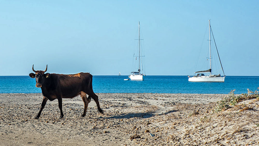 blauwasser_revierinformation_sardinien_sued_porto_zafferano