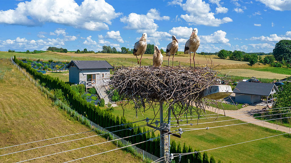 blauwasser_revierreportage_polen_masurische_seenplatte_storch