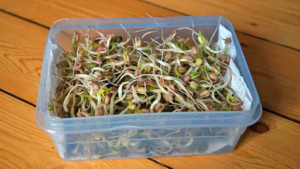 blauwasser_rezepte_sprossen_fertig
