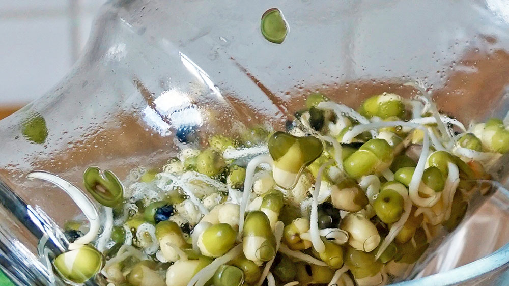 blauwasser_rezepte_sprossen_zubereitung_2