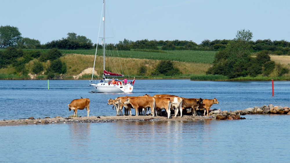 blauwasser_rund_flensburger_foerde_und_als_dyvig_rinder