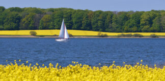 Die Schlei: Revierinformation und Törnführer für Segler
