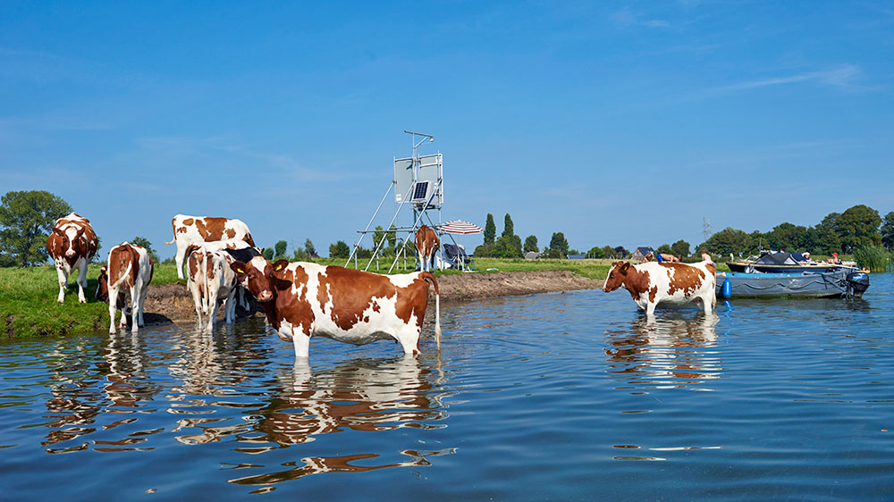 blauwasser_segeln_charter_holland_vecht_kuehe_im_waser