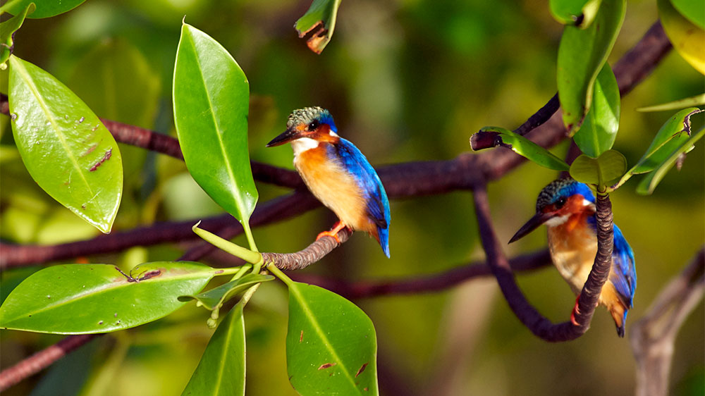 blauwasser_segeln_charter_madagaskar_baie_ambavatoby_voegel