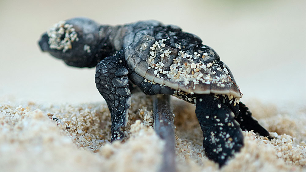 blauwasser_segeln_charter_madagaskar_schildkroete