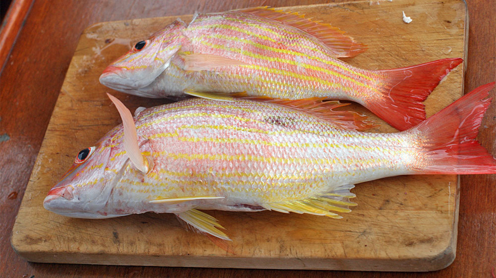 blauwasser_segeln_karibik_tobago_red_snapper